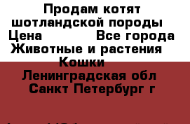 Продам котят шотландской породы › Цена ­ 2 000 - Все города Животные и растения » Кошки   . Ленинградская обл.,Санкт-Петербург г.